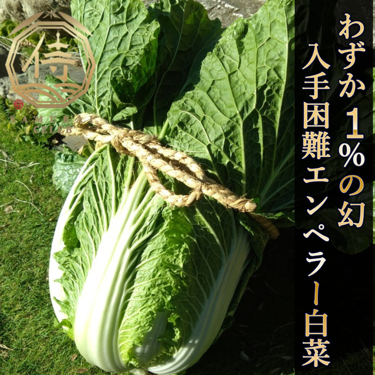 【ヒルナンデス出演】一般市場に流通しないエンペラー白菜"わずか1%の奇跡"