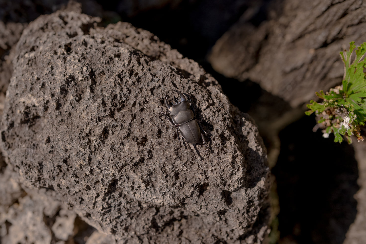 【日本上陸記念セール】絶滅危惧種の黒いダイヤ異名を誇るオオクワガタ セレブお墨付きブランドオールインセクツジュエリー【シルバーランク】