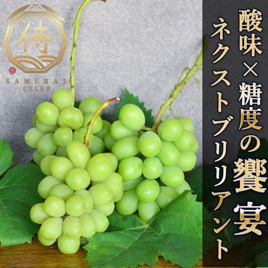 先行予約商品【爽やかな酸味×糖度の饗宴】良いとこ取りのハイブリット🍇ネクストブリリアントシャイン【古谷葡萄園×サムライセレブ】