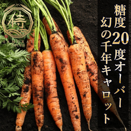 【2025年11月下旬～発送】📺日テレnews every特集📺最高糖度20度超えの幻の千年キャロット約1kg5本