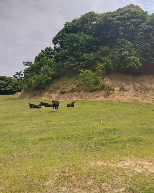 【リピーター続出】博多あか村黒毛和牛焼肉用カット300g【サムライセレブ特別企画】