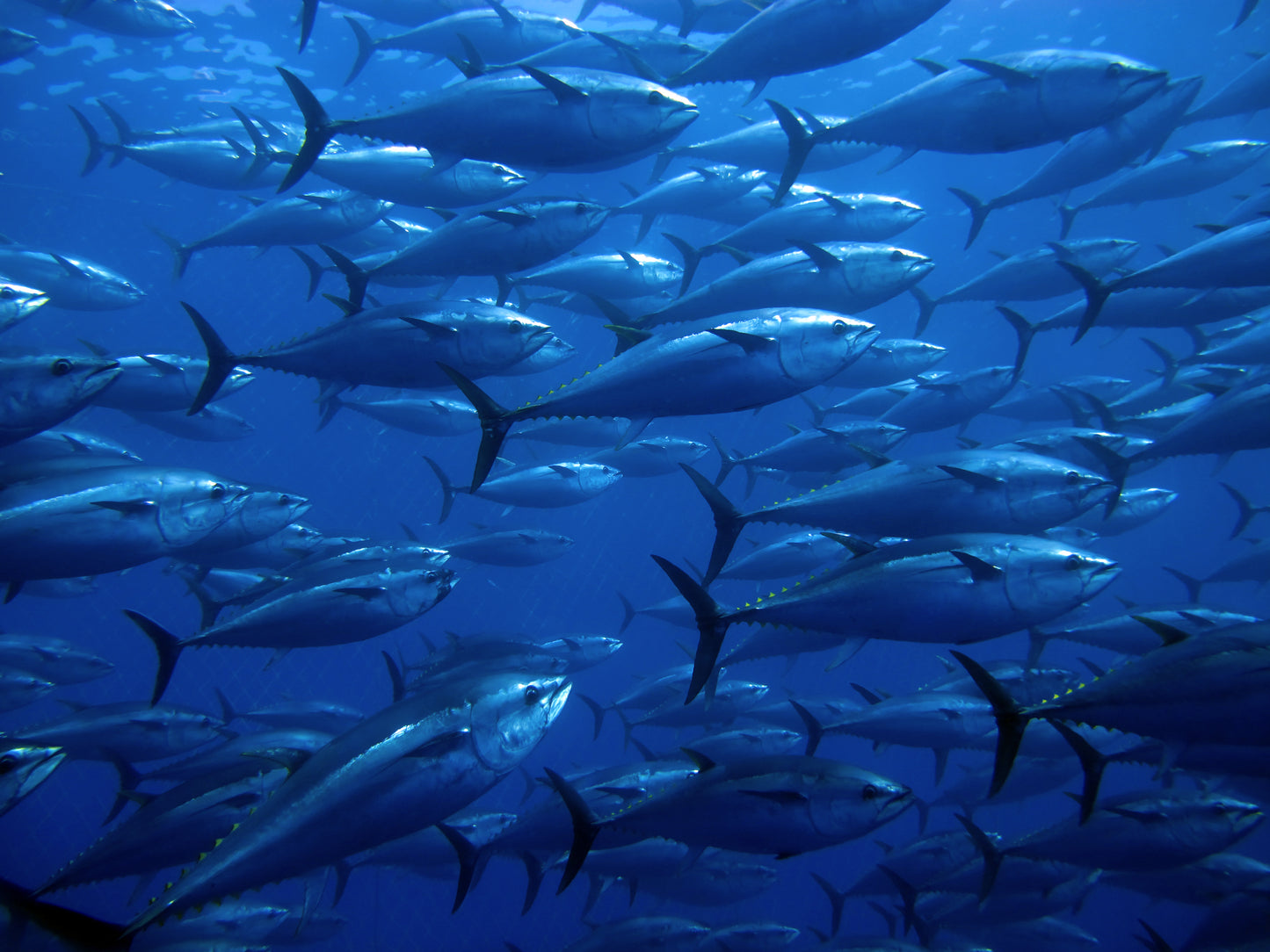 【世界中のセレブを魅了】地中海ブランド霜降り本マグロ赤身刺身カット350gこの道20年敏腕バイヤーが厳選【サムライセレブ特別企画キャンペーン】